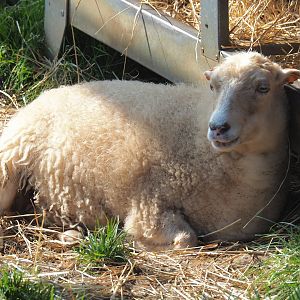 Ouessant sheep (Ovis aries), 2020-09-12