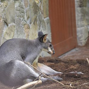 Dusky pademelon [2018]
