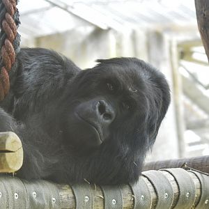 Eastern lowland gorilla [2018]