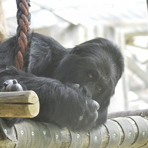 Eastern lowland gorilla [2018]