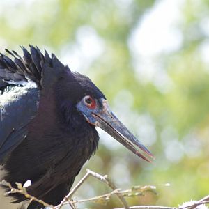 Abdim's stork [2018]