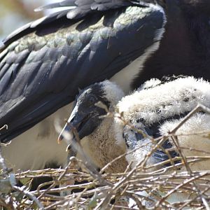 Abdim's stork chick [2018]