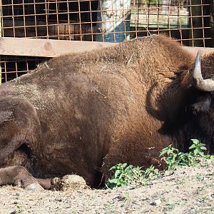 American Plains bison (Bison bison bison), 2020-09-12