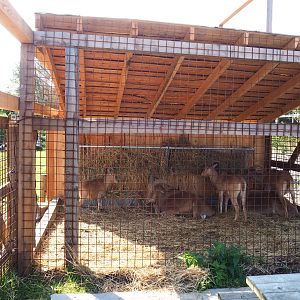 Barbary sheep holding area and shelter, 2020-09-12