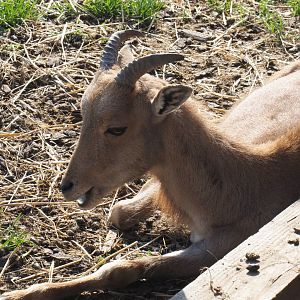 Juvenile Barbary sheep (Ammotragus lervia), 2020-09-12