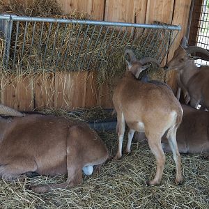 Barbary sheep (Ammotragus lervia) herd, 2020-09-12