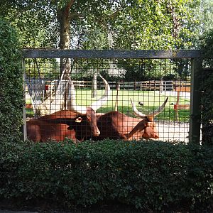 Mixed hoofstock, crane and guineafowl paddock viewing area with Ankole-Watusi cattle, 2020-09-12