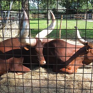 Ankole-Watusi cattle (Bos taurus indicus), 2020-09-12