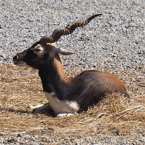 Blackbuck (Antilope cervicapra), 2020-09-12