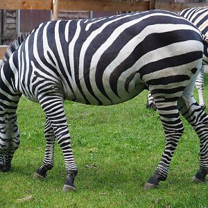 Grant's zebra (Equus quagga boehmi), 2020-09-12