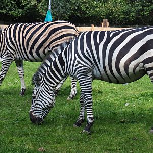 Grant's zebra (Equus quagga boehmi) and Damara zebra (Equus quagga burchellii), 2020-09-12