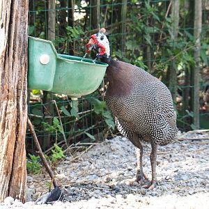 Drinking Helmeted guineafowl (Numida meleagris), 2020-09-12