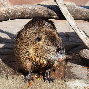 Coypu or Nutria (Myocastor coypus), 2020-09-12