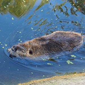 Swimming Coypu or Nutria (Myocastor coypus), 2020-09-12