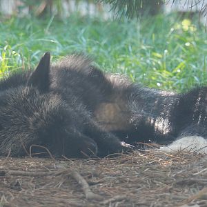 Silver red fox (Vulpes vulpes), 2020-09-12