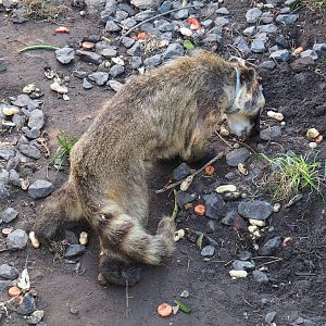 Ring-tailed coati (Nasua nasua), 2020-09-12