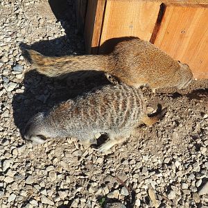 Meerkat (Suricata suricatta) and Yellow mongoose (Cynictis penicillata), 2020-09-12