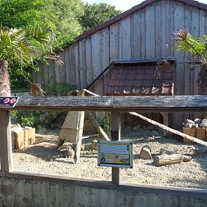 Meerkat and Yellow mongoose exhibit, 2020-09-12