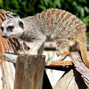 Meerkat (Suricata suricatta), 2020-09-12