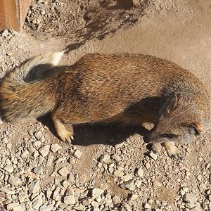 Yellow mongoose (Cynictis penicillata), 2020-09-12