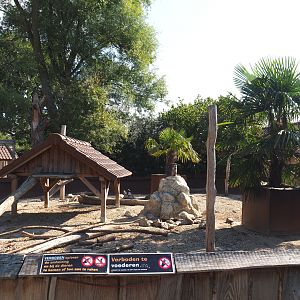 Indian crested porcupine and Meerkat exhibit, 2020-09-12