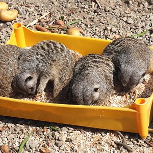 Meerkats (Suricata suricatta) in a foraging tray, 2020-09-12