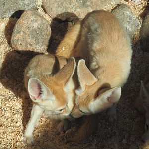 Fennec foxes (Vulpes zerda), 2020-09-12