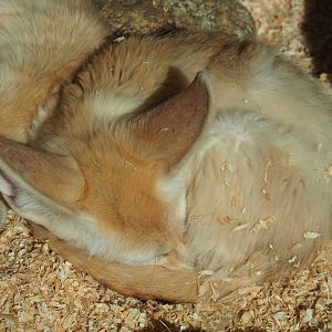 Sleeping Fennec fox (Vulpes zerda), 2020-09-12