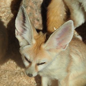 Fennec fox (Vulpes zerda), 2020-09-12