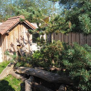 Striped skunk exhibit, 2020-09-12