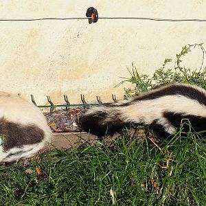 Striped skunks (Mephitis mephitis), 2020-09-12