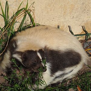 Striped skunk (Mephitis mephitis), 2020-09-12