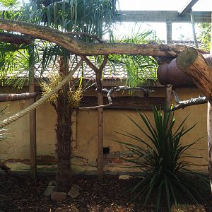 Common gennet exhibit, 2020-09-12