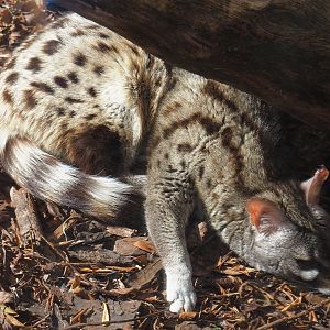 Common genet (Genetta genetta), 2020-09-12