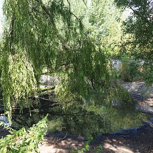 Mute swan and Cumber slider exhibit, 2020-09-12