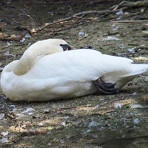 Mute swan (Cygnus olor), 2020-09-12