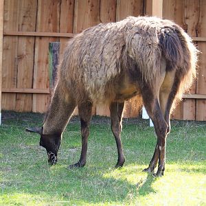 Llama (Lama glama), 2020-09-12