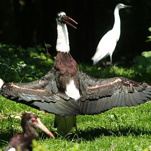 Asian woolly-necked stork (Ciconia episcopus episcopus), 2007-08-04