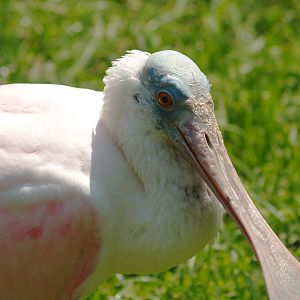 Roseate spoonbill (Platalea ajaja), 2007-08-04