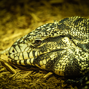 Argentine Black and White Tegu