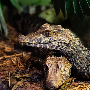 Cuvier's Dwarf Caiman