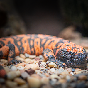 Gila Monster