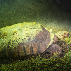 Sulcata Tortoise