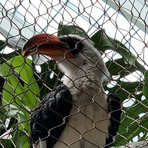 Von der Decken’s Hornbill