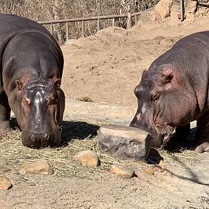 Hippopotamuses feeding
