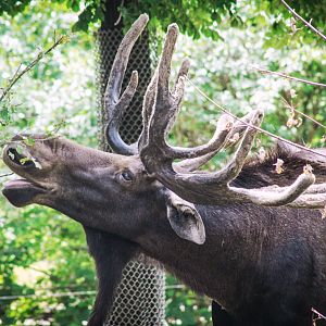 Aug. 2020 - North America - Moose