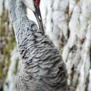 Feb. 2021 - North America - Sandhill Crane