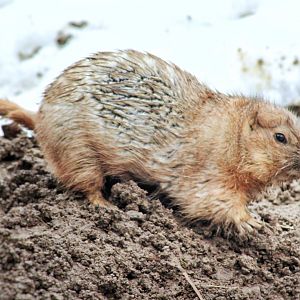 Feb. 2021 - North America - Black-tailed Prairie Dog