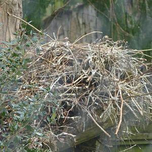Oriental White Stork nest, 12 April 2021