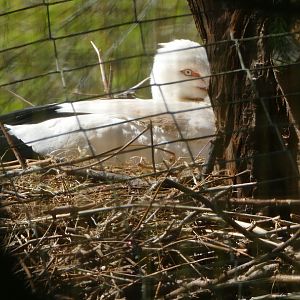 Oriental White Stork on nest, 12 April 2021